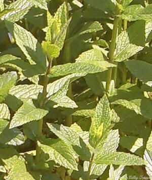 Close up of Spearmint Mint the Best