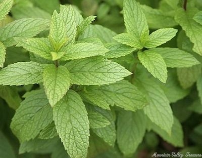 Macho Mint Plant