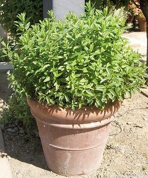 potted mint