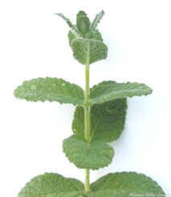 Mentha suaveolens Apple Mint image