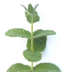 Apple Mint Stem Segment