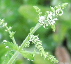 Pineapple Mint flowers