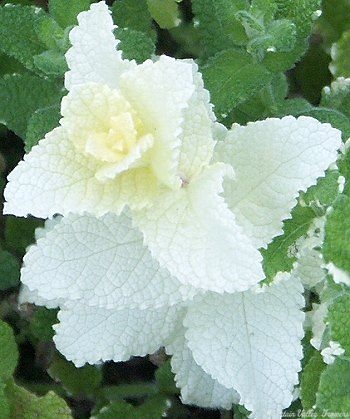 A pure white stem from a Pineapple Mint Plant.