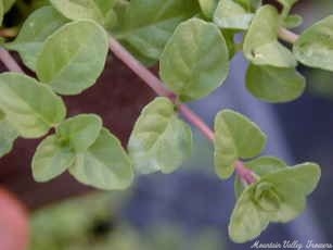 Pennyroyal plant's trailing stems