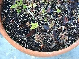 poorly growing mint