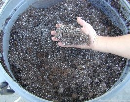 Proper potting mix for mint