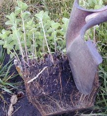 A shovel is used to split the roots