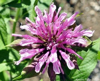 Aquarius Bee Balm