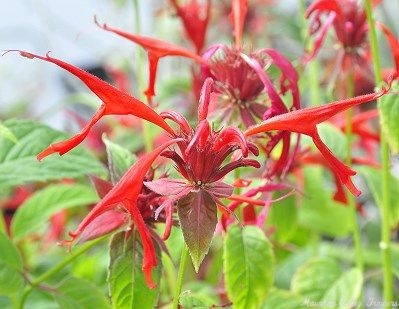 Jacob Klline Bee Balm