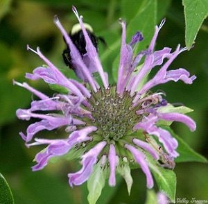 Lavender Bee Balm flower with Bumble Bee
