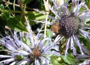 Lavender Bee Balm plant in flower with two honey bees.