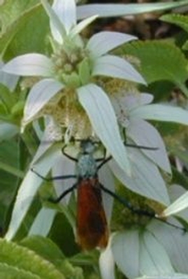 Monarda punctata Spotted Bee Balm image