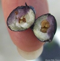 Inside a Dwarf Myrtle Berry