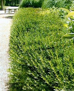 Dwarf Myrtle hedge