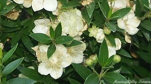 The fragrant white and cream flowers of Dwarf Sweet Myrtle