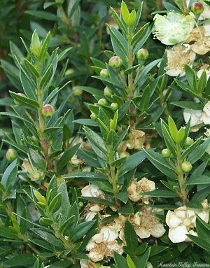 Close up of Dwarf Sweet Myrtle leaves