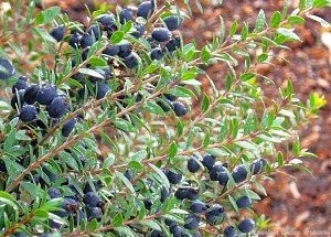 Dwarf Myrtle Berries