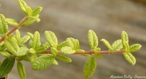 Moujean Tea Stem just right for tea!