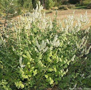 Catnip Plants in full bloom!