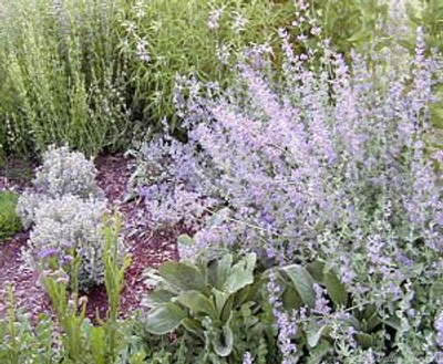 Giant Catmint is included in the Fragrant Herb Garden Zones 5-11 