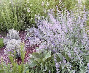 Giant Catmint in full bloom in the garden