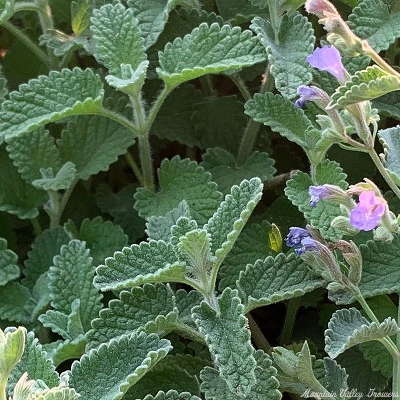 Fragrant new leaves of Catmint
