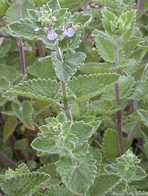 Siberian Catmint with little lilac blooms.