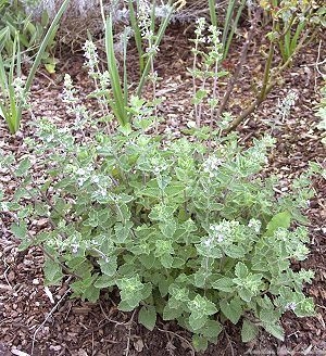 Nepeta siberica bush in early spring