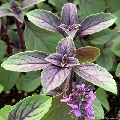 African Blue Basil is included in the Edible Flower Herb Garden