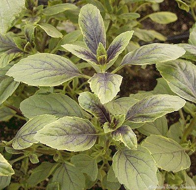 African Blue Basil Plants