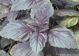 Red Rubin Leaf Cluster Close Up