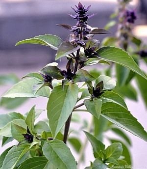 Thai Basil Ocimum basilicum Plant