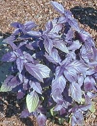 Red Rubin Basil Ready for Cutting