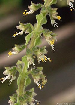 The delicate white flowers of Clove Basil can be eaten.