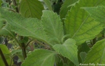 Fragrant Clove Basil Leaves