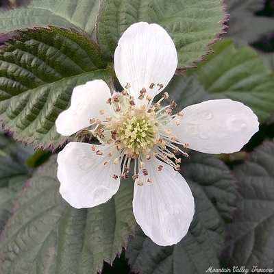 Rubus Olallieberry image