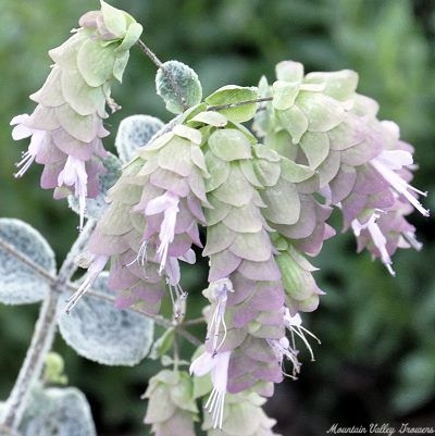 Dittany of Crete Flowers