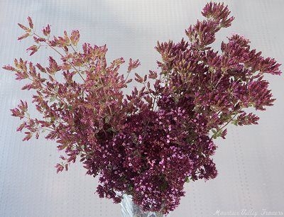 Showy Pink Oregano and Rosenkuppel Oregano