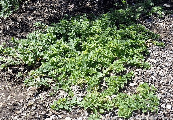 Creeping Oregano