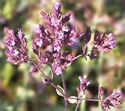 Origanum laevigatum cv. Hopley's Purple Oregano image