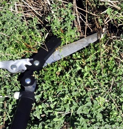 Trimming Italian Oregano