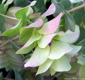 A stunning Kent Beauty Oregano flower