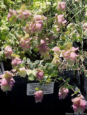 Kent Beauty Oregano tumbles out and over its container.