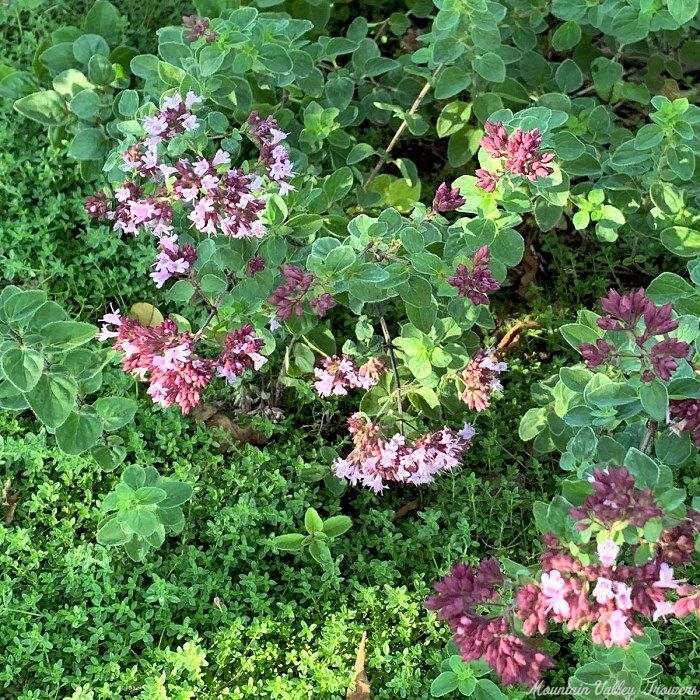 Rosenkuppel Oregano blooming with Pink Lemonade Thyme