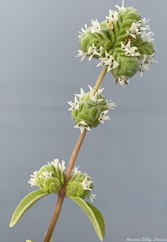 marjoram flowers