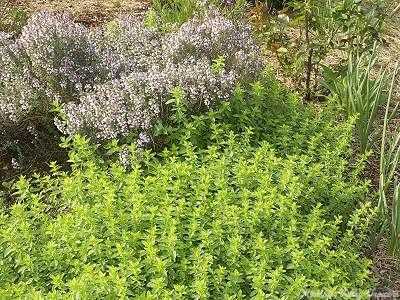 New spring growth of Marshall's Memory Oregano.