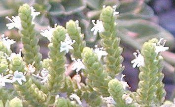 Syrian Oregano extended flower buds.
