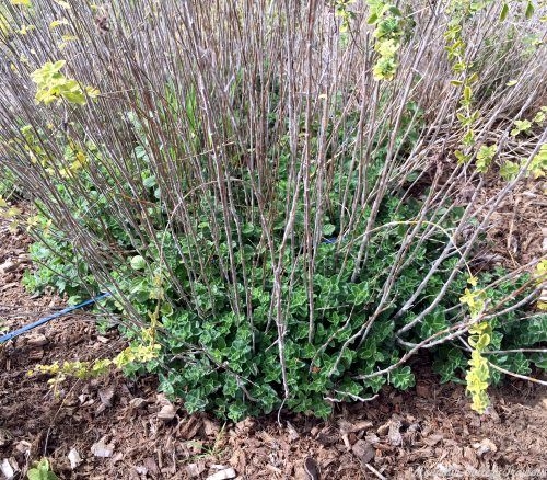 Syrian Oregano in spring.