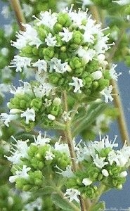 Syrian Oregano flower buds perfect for drying.