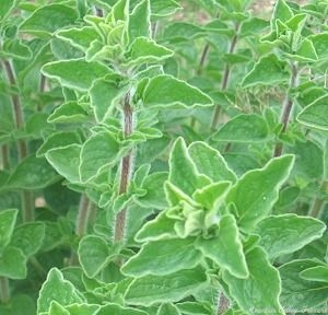 Young Syrian Oregano